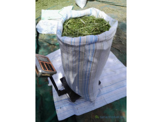 Herbe verte de maralfalfa ngone bu wow sac 3000f