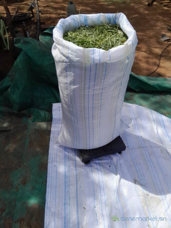 herbe-verte-de-maralfalfa-ngone-bu-wow-sac-3000f-big-2