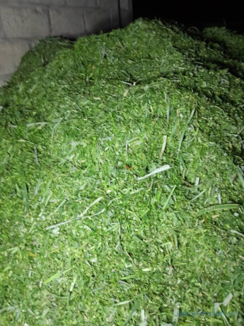 herbe-verte-de-maralfalfa-ngone-bu-wow-sac-3000f-big-1