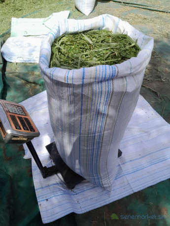 herbe-verte-de-maralfalfa-ngone-bu-wow-sac-3000f-big-0