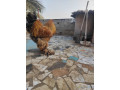 grande-race-de-poules-small-2