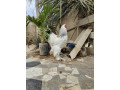 grande-race-de-poules-small-0