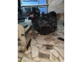 grande-race-de-poules-small-1