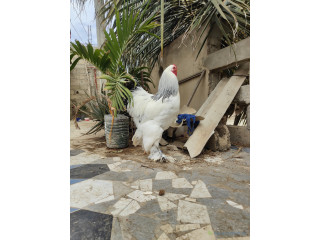 Grande race de poules