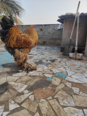 grande-race-de-poules-big-2