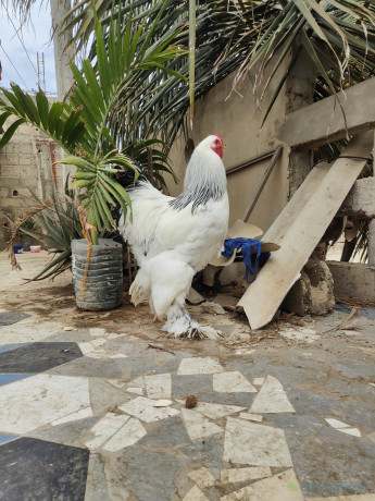 grande-race-de-poules-big-0
