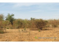 terrain-agricole-de-128-hectare-vers-sindia-small-0