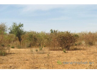 Terrain Agricole de 1,28 hectare vers Sindia