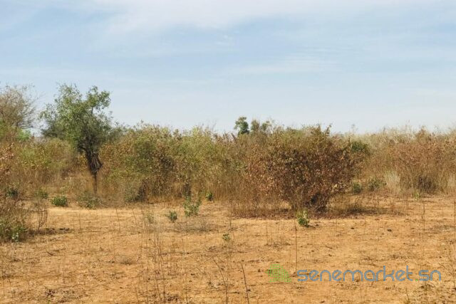 terrain-agricole-de-128-hectare-vers-sindia-big-0