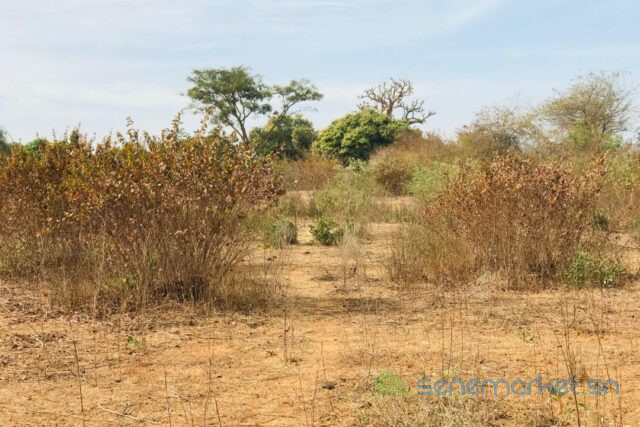 terrain-agricole-de-128-hectare-vers-sindia-big-2