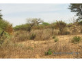 terrain-agricole-de-150-hectare-vers-sindia-small-0