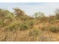 terrain-agricole-de-150-hectare-vers-sindia-small-1
