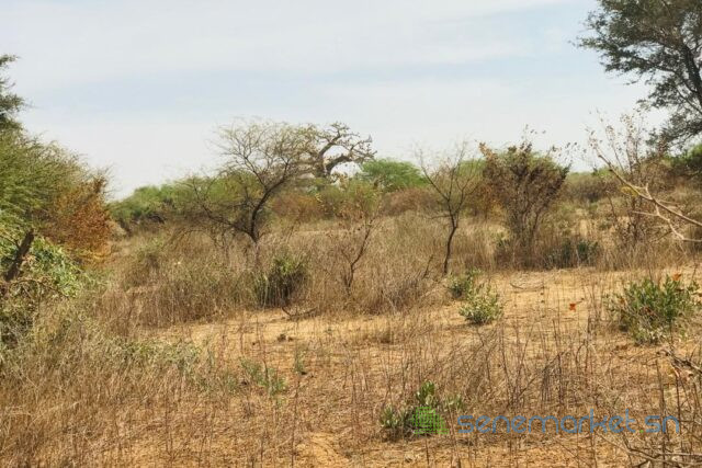 terrain-agricole-de-150-hectare-vers-sindia-big-0