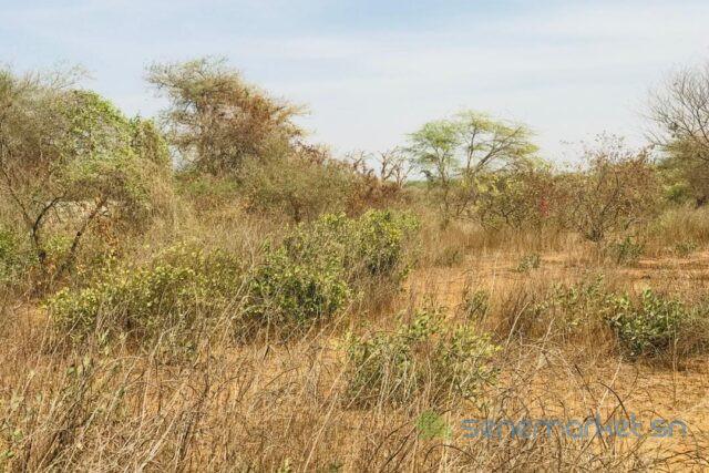 terrain-agricole-de-150-hectare-vers-sindia-big-1
