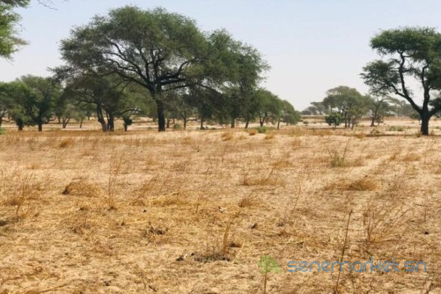 terrain-agricole-de-164-hectare-vers-tassette-big-1