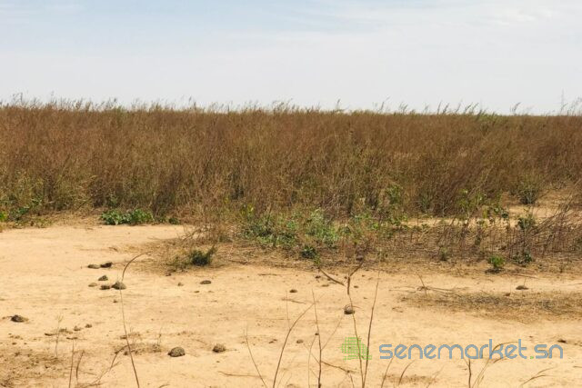 terrain-agricole-de-199-hectare-vers-notto-diobass-big-2