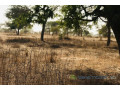 terrain-agricole-de-7406-m2-vers-meouane-small-0