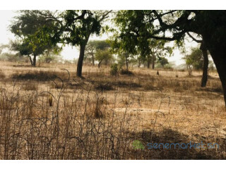 Terrain Agricole de 7406 m² vers Méouane