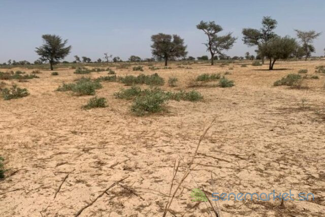 terrain-de-1-hectare-vers-khombole-big-0