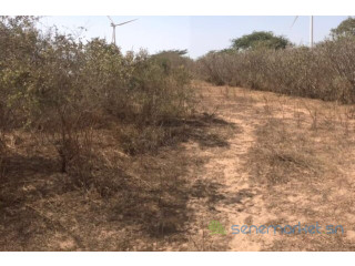 Terrain de 1 hectare vers Taiba Ndiaye