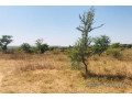 terrain-de-111-hectare-vers-notto-diobass-small-2