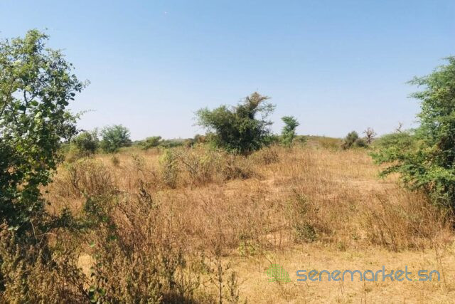 terrain-de-111-hectare-vers-notto-diobass-big-1