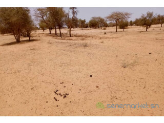 Terrain de 1,14 hectare vers Diokoul Diawrigne