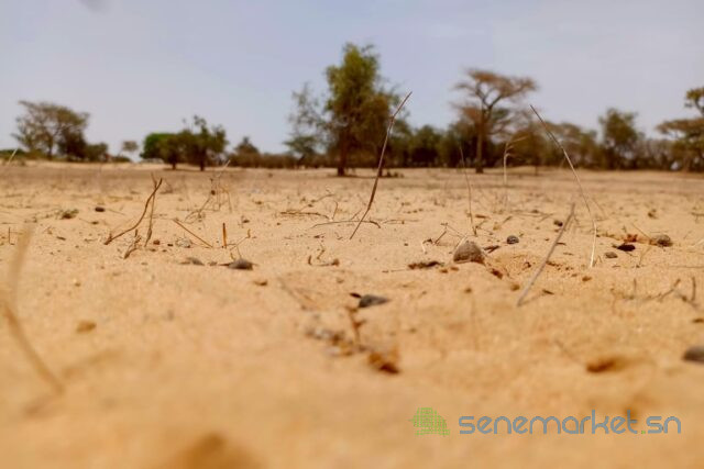 terrain-de-114-hectare-vers-diokoul-diawrigne-big-2