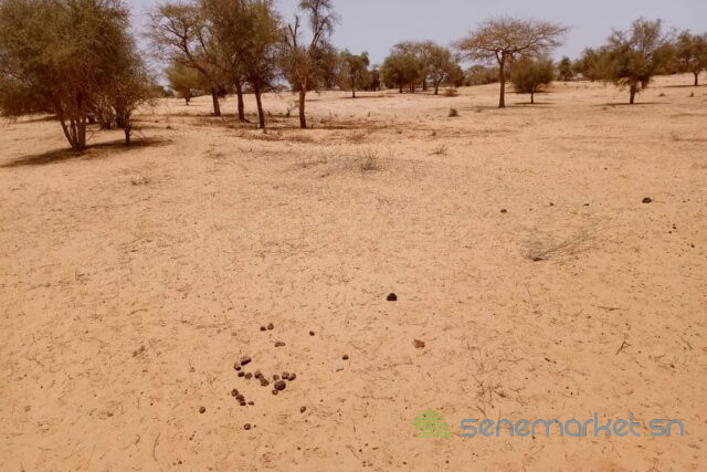 terrain-de-114-hectare-vers-diokoul-diawrigne-big-0
