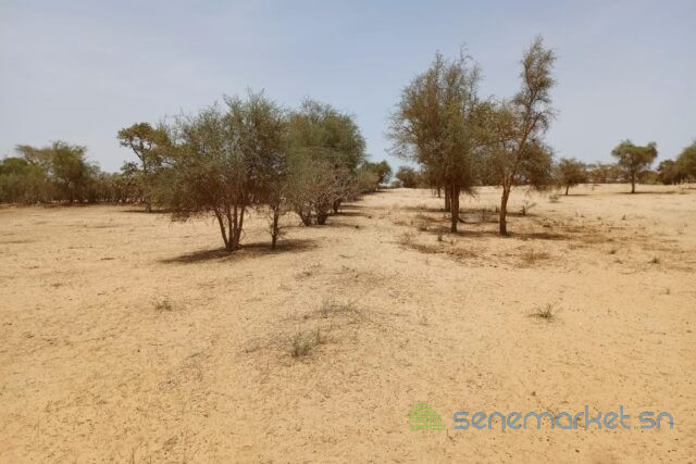terrain-de-114-hectare-vers-diokoul-diawrigne-big-1