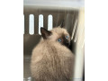chat-siamois-disponible-small-0