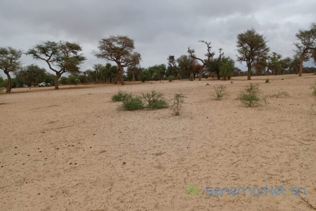 terrain-de-115-hectare-vers-touba-toul-big-2