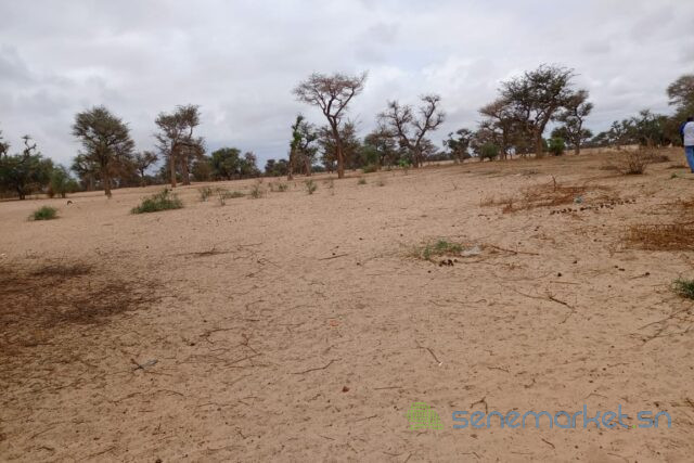 terrain-de-115-hectare-vers-touba-toul-big-0