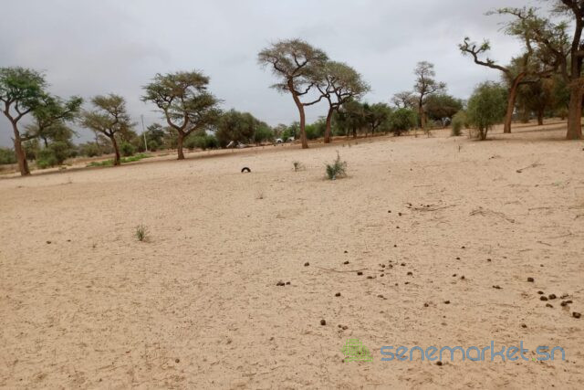 terrain-de-115-hectare-vers-touba-toul-big-1