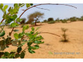 terrain-de-116-hectare-vers-diokoul-diawrigne-small-1