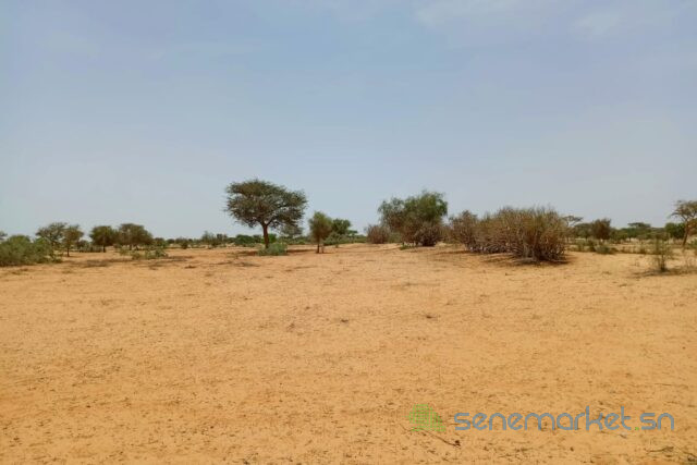 terrain-de-116-hectare-vers-diokoul-diawrigne-big-2