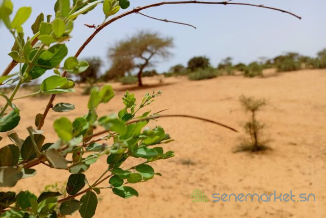 terrain-de-116-hectare-vers-diokoul-diawrigne-big-1