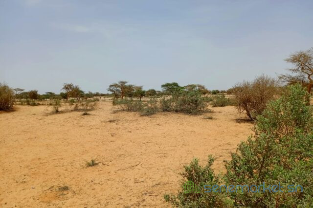 terrain-de-116-hectare-vers-diokoul-diawrigne-big-0