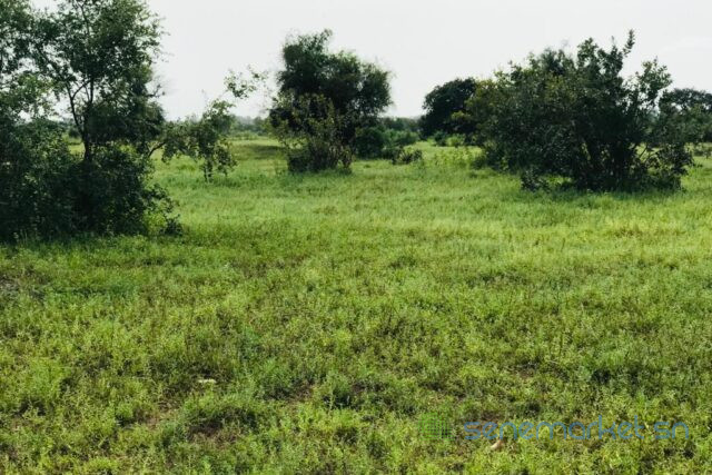 terrain-de-117-hectare-vers-tataguine-big-2
