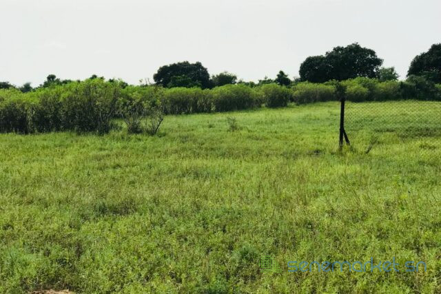 terrain-de-117-hectare-vers-tataguine-big-1
