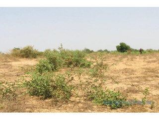 Terrain de 1,21 hectare vers Cherif Lô
