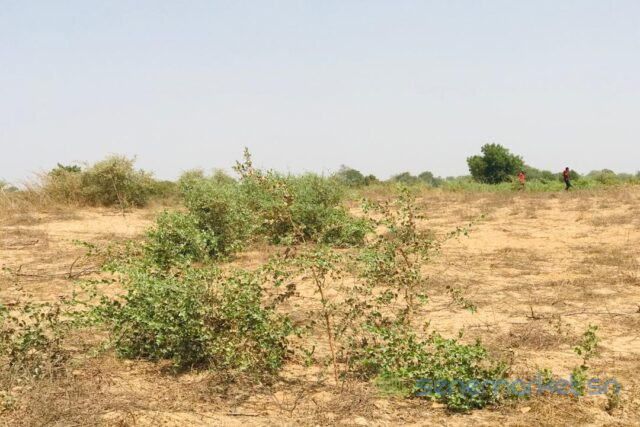 terrain-de-121-hectare-vers-cherif-lo-big-2