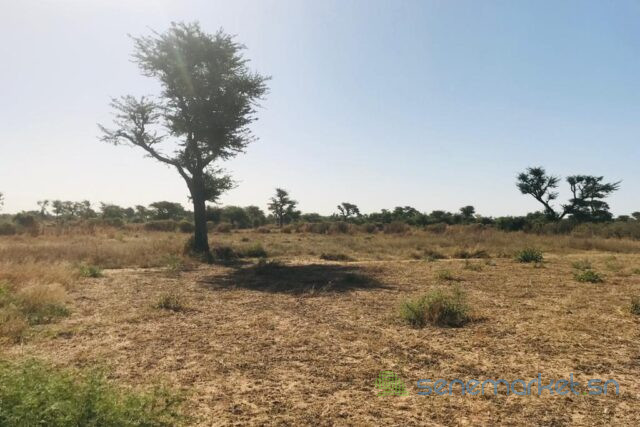 terrain-de-121-hectare-vers-notto-diobass-big-1