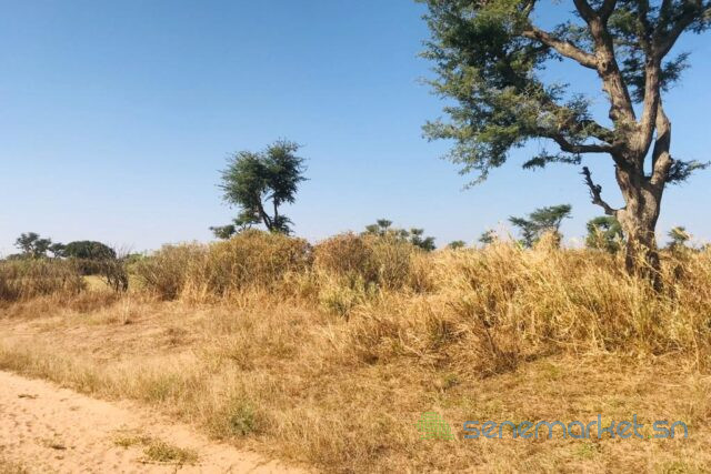terrain-de-121-hectare-vers-notto-diobass-big-2