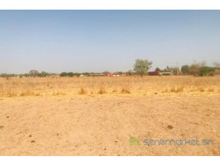 Terrain de 1,23 hectare vers Koungheul