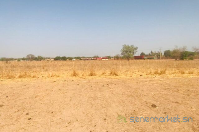terrain-de-123-hectare-vers-koungheul-big-0