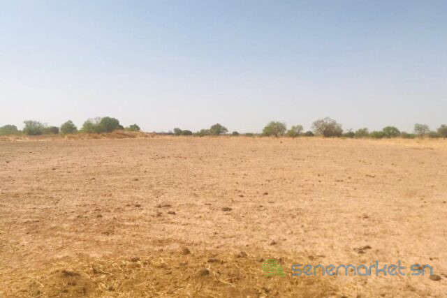 terrain-de-123-hectare-vers-koungheul-big-1