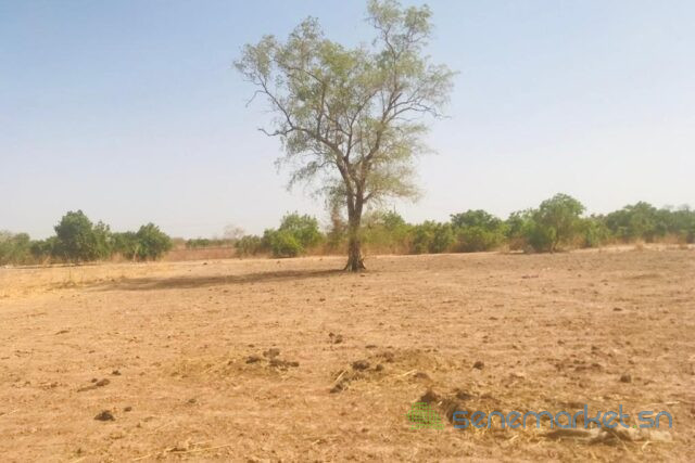 terrain-de-123-hectare-vers-koungheul-big-2
