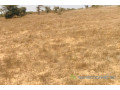 terrain-de-127-hectare-vers-mont-rolland-small-1