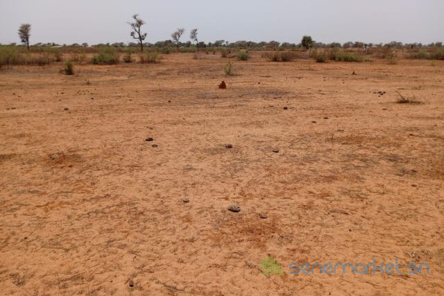 terrain-de-1270-hectare-vers-notto-diobass-big-1